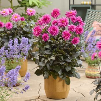 Dahlia - hybride - Electro Pink  - 