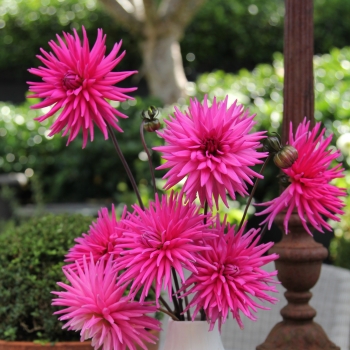 Dahlia - hybride - Electro Pink  - 