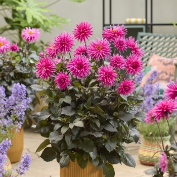 Dahlia - hybride - Electro Pink  - 