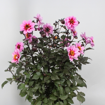 Dahlia - hybride - Morning - COV