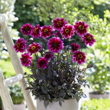 Dahlia - hybride - Nights - COV