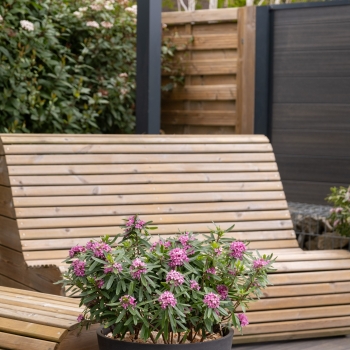 Daphne - hybride - Bella Rose - Rogaldbr