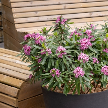 Daphne - hybride - Bella Rose - Rogaldbr