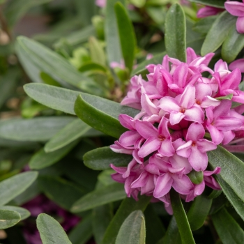 Daphne - hybride - Bella Rose - Rogaldbr