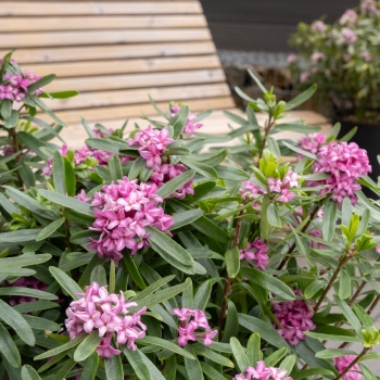 Daphne - hybride - Bella Rose - Rogaldbr