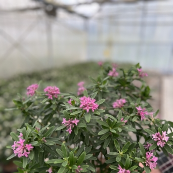 Daphne - hybride - Bella Rose - Rogaldbr