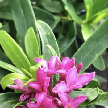 Daphne - hybride - Bella Rose - Rogaldbr