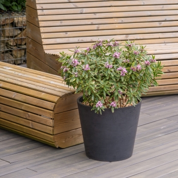 Daphne -  - Margin Rose® - Rogaldmr