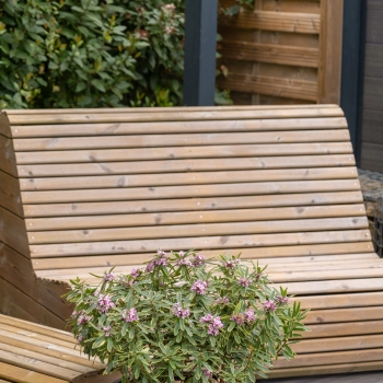 Daphne -  - Margin Rose® - Rogaldmr