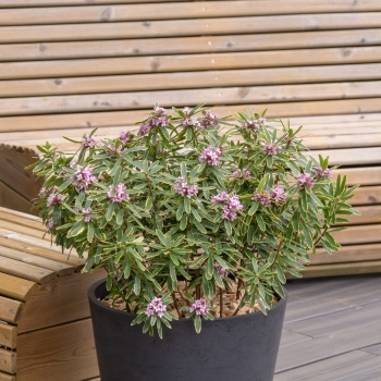 Daphne -  - Margin Rose® - Rogaldmr