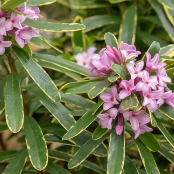 Daphne -  - Margin Rose® - Rogaldmr