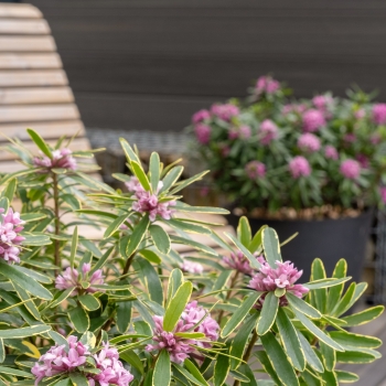 Daphne -  - Margin Rose® - Rogaldmr