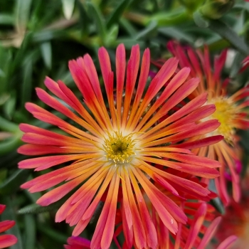 Delosperma - hybride - OCEAN Scarlet Flare - 