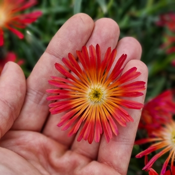 Delosperma - hybride - OCEAN Scarlet Flare - 