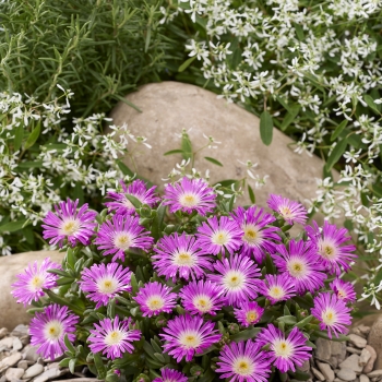 Delosperma - hybride - OCEAN Purple Flare - 