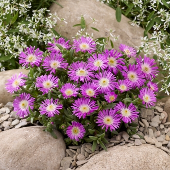Delosperma - hybride - OCEAN Purple Flare - 