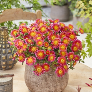 Delosperma - hybride - OCEAN Orange Glow - T1873