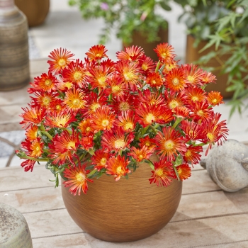 Delosperma - hybride - OCEAN Orange Vibe - T1821