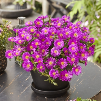Delosperma - hybride - OCEAN Violet - T1854