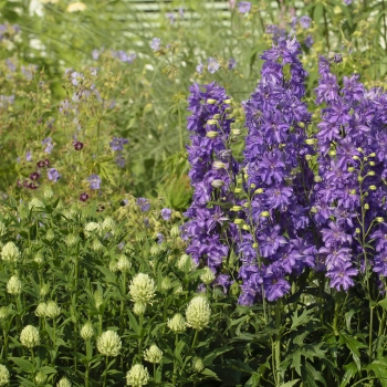 Delphinium - hybride - Breezin® - 