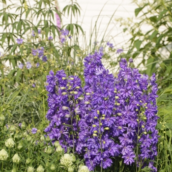 Delphinium - hybride - Breezin® - 