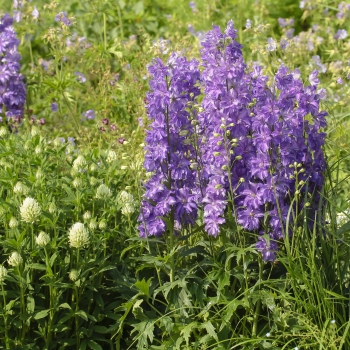 Delphinium - hybride - Breezin® - 