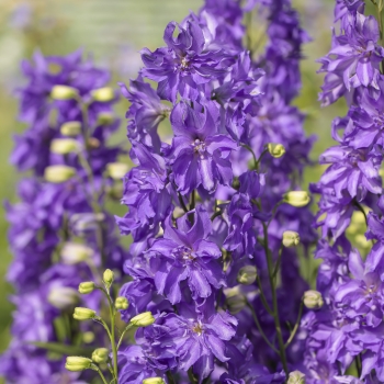 Delphinium - hybride - Breezin® - 