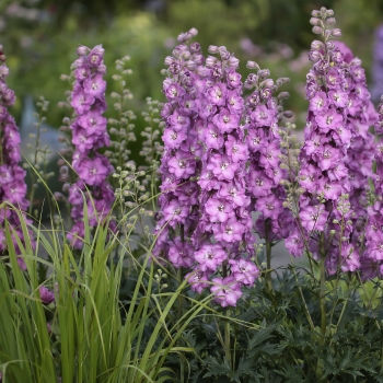 Delphinium - hybride - Chantay® - COV