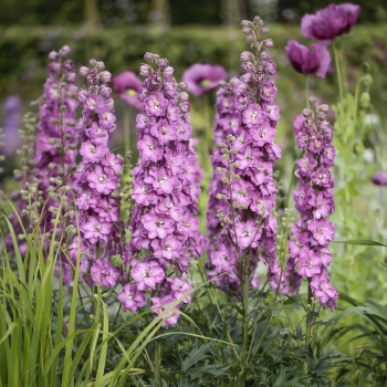 Delphinium - hybride - Chantay® - COV