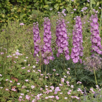 Delphinium - hybride - Chantay® - ET DLP827