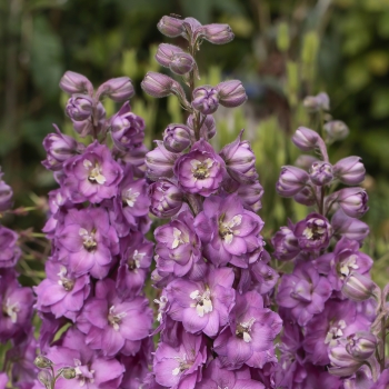 Delphinium - hybride - Chantay® - COV