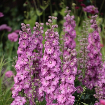 Delphinium - hybride - Chantay® - COV