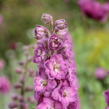 Delphinium - hybride - Chantay® - COV