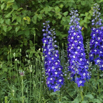 Delphinium - hybride - Blue Fabulosa - 