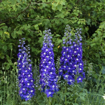 Delphinium - hybride - Blue Fabulosa - 