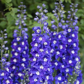 Delphinium - hybride - Blue Fabulosa - 