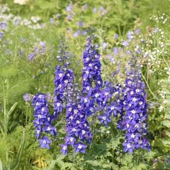 Delphinium - hybride - Blue Fabulosa - 