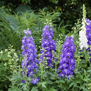 Delphinium - hybride - Glitzy - 