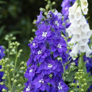 Delphinium - hybride - Glitzy - 