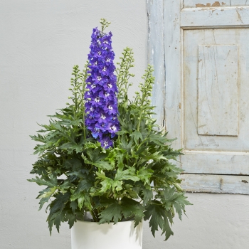 Delphinium - hybride - Glitzy - 