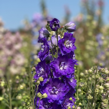 Delphinium - hybride - Glitzy - 