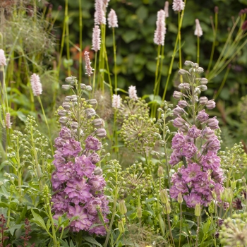 Delphinium - hybride - Juliette - 