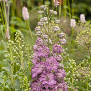 Delphinium - hybride - Juliette - 