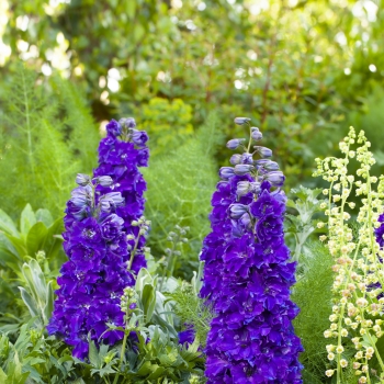 Delphinium - hybride - Kingsley - COV