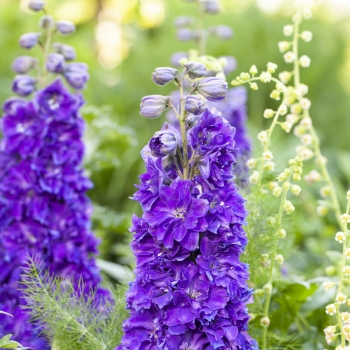 Delphinium - hybride - Kingsley - COV