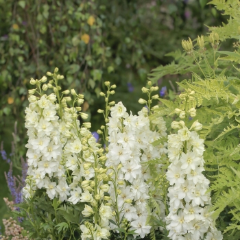 Delphinium - hybride - Neva® - COV