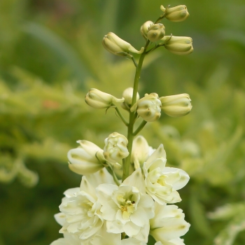 Delphinium - hybride - Neva® - COV