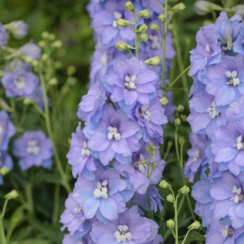 Delphinium - hybride - Shelby - 