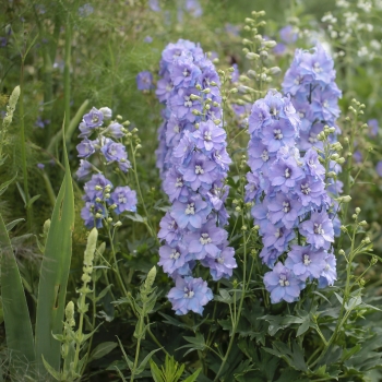 Delphinium - hybride - Shelby - 