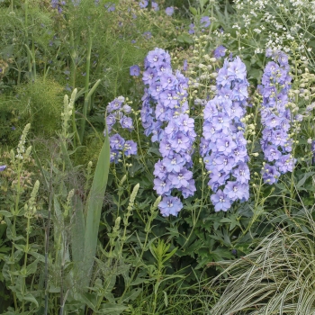 Delphinium - hybride - Shelby - 